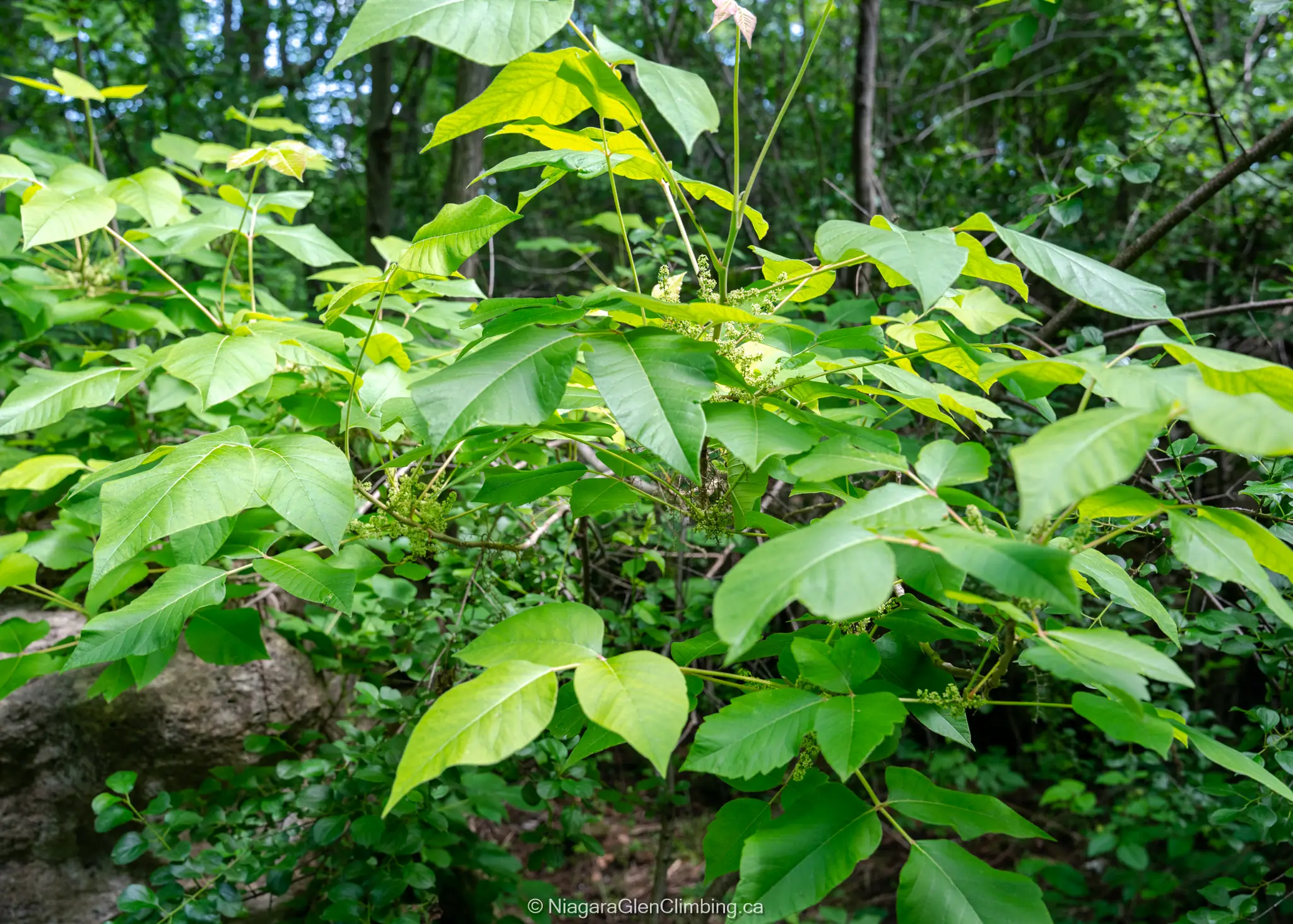 flowering poison ivy